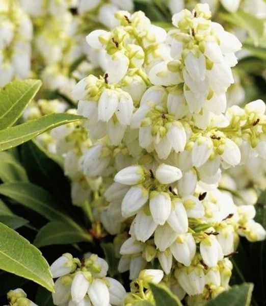 Pieris japonica 'Sarabande'